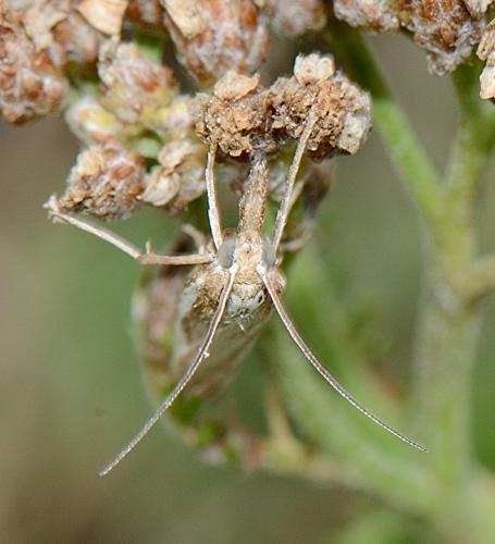 Agriphila tristella